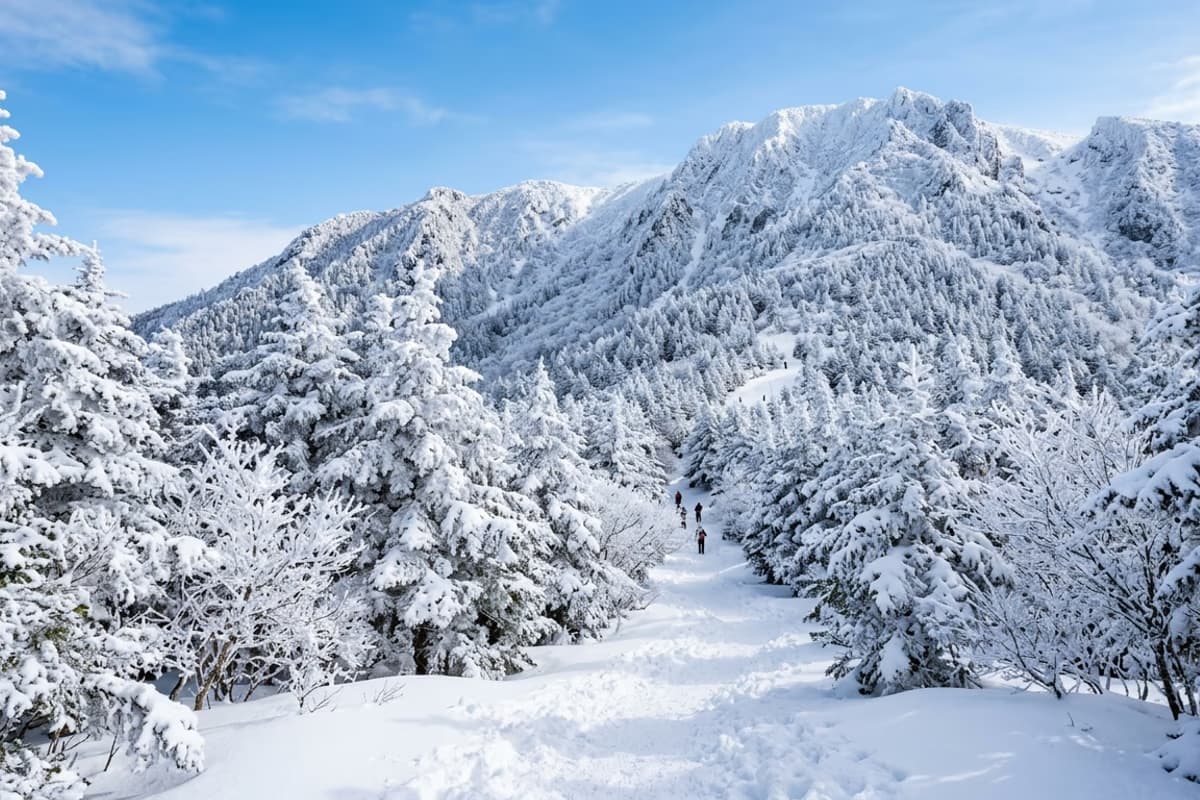 汉拿山灵室路线冬季雪景,朝鲜冷杉上的雾凇与白色登山道