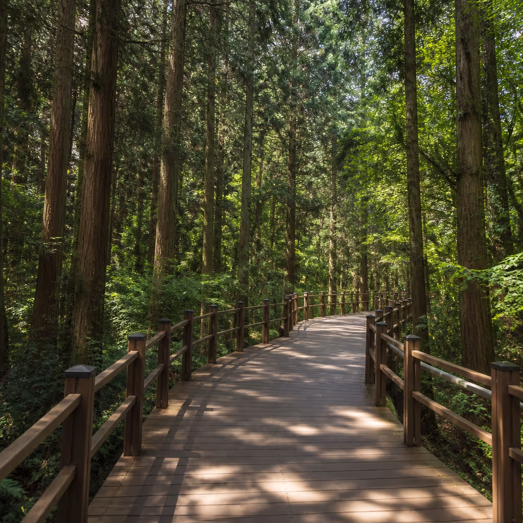 Jeolmul Natural Recreation Forest Samul-Trail wooden deck under cedar canopy, stair-free level walk on a summer afternoon