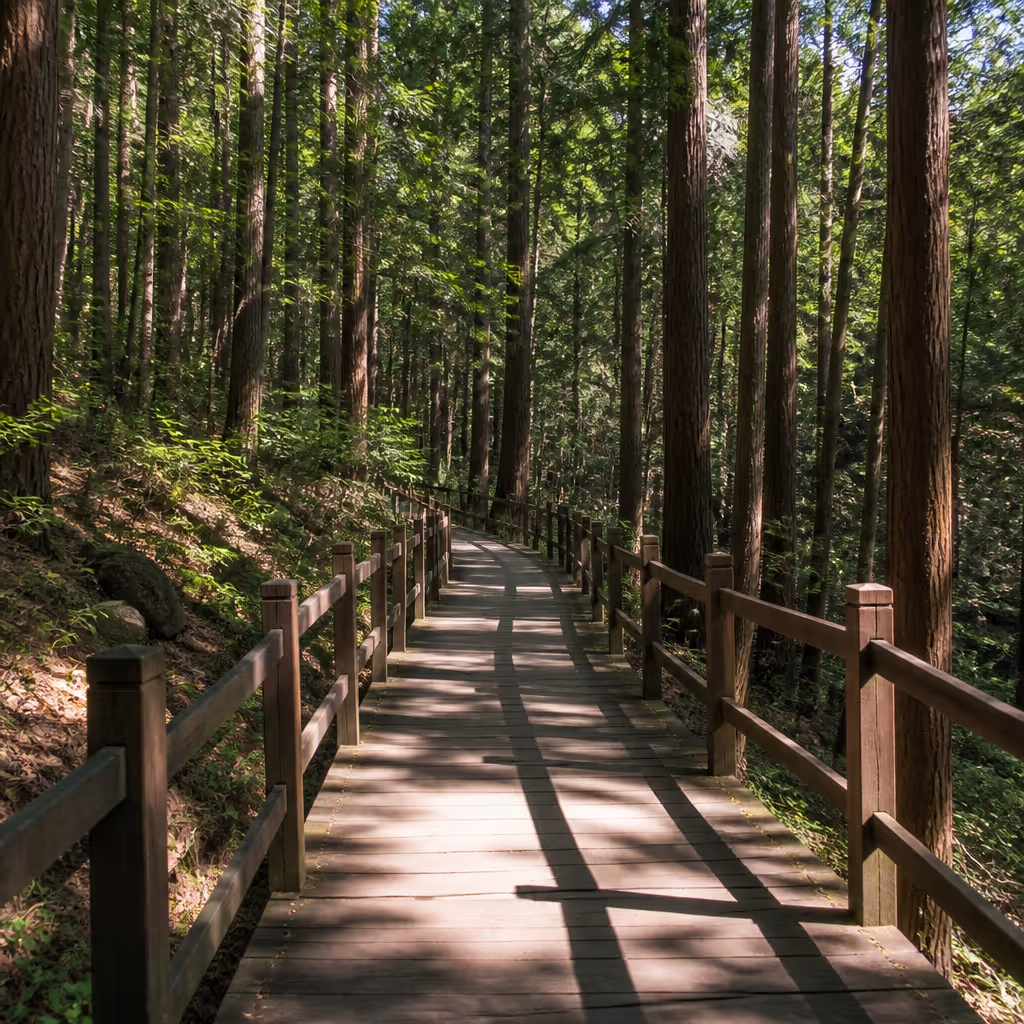 Samul-Trail entrance at Jeolmul Natural Recreation Forest with cedar shadow and low stroller tracks on a summer afternoon deck