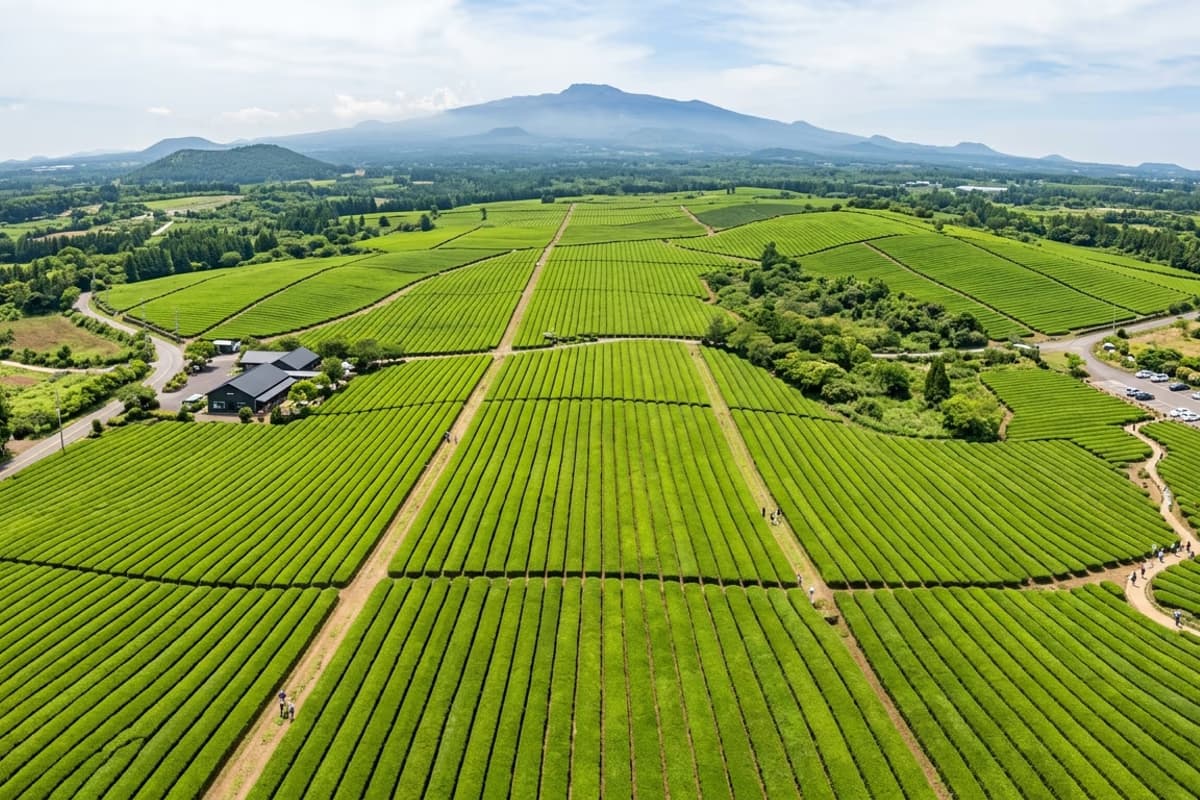 オソルロクティーミュージアム前の緑茶畑の畝と澄んだ空のパノラマ