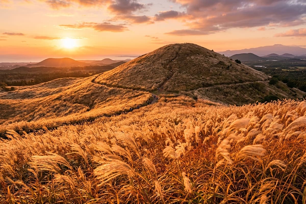 Silver pampas grass spreading across Saebyeol Oreum's slope catching low golden-hour light